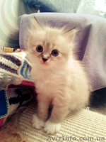 Невские маскарадные котики - <ro>Изображение</ro><ru>Изображение</ru> #8, <ru>Объявление</ru> #938553