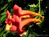 Кампсис, вьющееся с широкими листьями и большими красными соцветиями - <ro>Изображение</ro><ru>Изображение</ru> #2, <ru>Объявление</ru> #945795