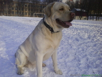 Вязка лабрадор ретривер - <ro>Изображение</ro><ru>Изображение</ru> #1, <ru>Объявление</ru> #943048