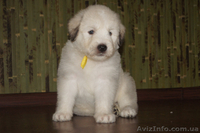 Щенки южно-русской овчарки (Киев) - <ro>Изображение</ro><ru>Изображение</ru> #1, <ru>Объявление</ru> #939177