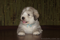 Щенки южно-русской овчарки (Киев) - <ro>Изображение</ro><ru>Изображение</ru> #3, <ru>Объявление</ru> #939177