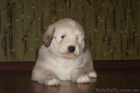 Щенки южно-русской овчарки (Киев) - <ro>Изображение</ro><ru>Изображение</ru> #2, <ru>Объявление</ru> #939177