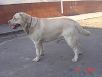 Вязка лабрадор ретривер - <ro>Изображение</ro><ru>Изображение</ru> #3, <ru>Объявление</ru> #943048