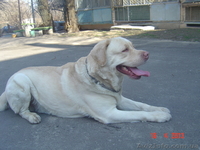 Вязка лабрадор ретривер - <ro>Изображение</ro><ru>Изображение</ru> #2, <ru>Объявление</ru> #943048