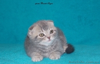 котик шоу класс - <ro>Изображение</ro><ru>Изображение</ru> #1, <ru>Объявление</ru> #916174