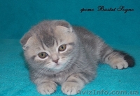 котик шоу класс - <ro>Изображение</ro><ru>Изображение</ru> #2, <ru>Объявление</ru> #916174