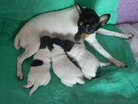  Американский той фокстерьер - <ro>Изображение</ro><ru>Изображение</ru> #3, <ru>Объявление</ru> #939685