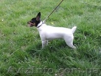  Американский той фокстерьер - <ro>Изображение</ro><ru>Изображение</ru> #1, <ru>Объявление</ru> #939685