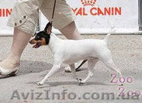  Американский той фокстерьер - <ro>Изображение</ro><ru>Изображение</ru> #2, <ru>Объявление</ru> #939685