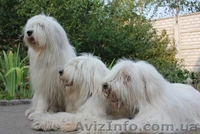 Щенки южно-русской овчарки (Киев) - <ro>Изображение</ro><ru>Изображение</ru> #4, <ru>Объявление</ru> #939177