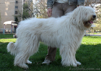 Щенки южно-русской овчарки (Киев) - <ro>Изображение</ro><ru>Изображение</ru> #5, <ru>Объявление</ru> #939177