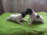 Щенки Американский той фокстерьер - <ro>Изображение</ro><ru>Изображение</ru> #1, <ru>Объявление</ru> #939683