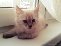 Невские маскарадные котики - <ro>Изображение</ro><ru>Изображение</ru> #1, <ru>Объявление</ru> #938553