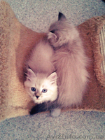 Невские маскарадные котики - <ro>Изображение</ro><ru>Изображение</ru> #5, <ru>Объявление</ru> #938553