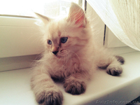 Невские маскарадные котики - <ro>Изображение</ro><ru>Изображение</ru> #6, <ru>Объявление</ru> #938553