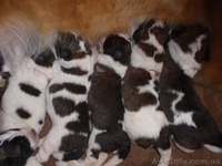 Московская сторожевая , у нас пополнение: щенки-карапузы !  - <ro>Изображение</ro><ru>Изображение</ru> #3, <ru>Объявление</ru> #939176