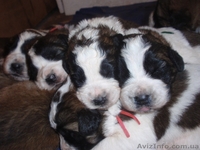 Московская сторожевая , у нас пополнение: щенки-карапузы !  - <ro>Изображение</ro><ru>Изображение</ru> #2, <ru>Объявление</ru> #939176