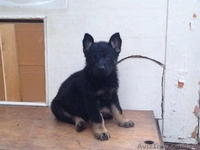  щенки немецкой овчарки линий рабочего разведения - <ro>Изображение</ro><ru>Изображение</ru> #1, <ru>Объявление</ru> #951718