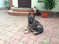  щенки немецкой овчарки линий рабочего разведения - <ro>Изображение</ro><ru>Изображение</ru> #3, <ru>Объявление</ru> #951718