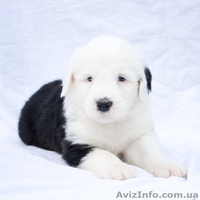 Щенки бобтейла (староанглийской овчарки) ищут семью! - <ro>Изображение</ro><ru>Изображение</ru> #6, <ru>Объявление</ru> #939727