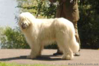 Щенки южно-русской овчарки (Киев) - <ro>Изображение</ro><ru>Изображение</ru> #6, <ru>Объявление</ru> #939177