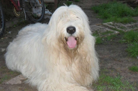 Щенки южно-русской овчарки (Киев) - <ro>Изображение</ro><ru>Изображение</ru> #7, <ru>Объявление</ru> #939177