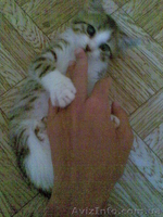 Котёнок-мышелов в деревню - <ro>Изображение</ro><ru>Изображение</ru> #3, <ru>Объявление</ru> #946463