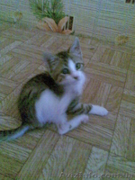 Котёнок-мышелов в деревню - <ro>Изображение</ro><ru>Изображение</ru> #1, <ru>Объявление</ru> #946463