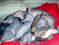 Милые и добрые котята "Донской Сфинкс" - <ro>Изображение</ro><ru>Изображение</ru> #6, <ru>Объявление</ru> #955341