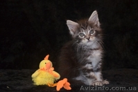 Крупные котята мейн кун  - <ro>Изображение</ro><ru>Изображение</ru> #1, <ru>Объявление</ru> #958028