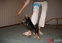 Онлайн-Дрессировка собак и щенков  - <ro>Изображение</ro><ru>Изображение</ru> #2, <ru>Объявление</ru> #960261