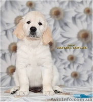 ЗОЛОТИСТЫЙ РЕТРИВЕР, щенки. ИДЕАЛЬНАЯ СОБАКА ДЛЯ ВСЕЙ СЕМЬИ!  - <ro>Изображение</ro><ru>Изображение</ru> #5, <ru>Объявление</ru> #584166