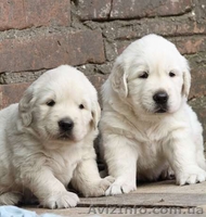 ЗОЛОТИСТЫЙ РЕТРИВЕР, щенки. ИДЕАЛЬНАЯ СОБАКА ДЛЯ ВСЕЙ СЕМЬИ!  - <ro>Изображение</ro><ru>Изображение</ru> #3, <ru>Объявление</ru> #584166