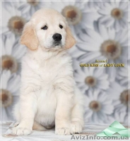 ЗОЛОТИСТЫЙ РЕТРИВЕР, щенки. ИДЕАЛЬНАЯ СОБАКА ДЛЯ ВСЕЙ СЕМЬИ!  - <ro>Изображение</ro><ru>Изображение</ru> #4, <ru>Объявление</ru> #584166