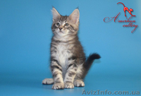 Котята мейн кун из питомника - <ro>Изображение</ro><ru>Изображение</ru> #3, <ru>Объявление</ru> #968207