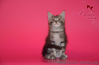 Котята мейн кун из питомника - <ro>Изображение</ro><ru>Изображение</ru> #4, <ru>Объявление</ru> #968207