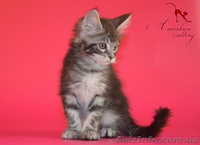 Котята мейн кун из питомника - <ro>Изображение</ro><ru>Изображение</ru> #6, <ru>Объявление</ru> #968207