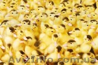 Продаем подрощенных поросят,лешки,кабанчики и свиноматки - <ro>Изображение</ro><ru>Изображение</ru> #2, <ru>Объявление</ru> #963711