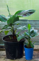 Продам банан низкорослый Musa Nana - <ro>Изображение</ro><ru>Изображение</ru> #3, <ru>Объявление</ru> #966099