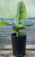 Продам банан низкорослый Musa Nana - <ro>Изображение</ro><ru>Изображение</ru> #1, <ru>Объявление</ru> #966099