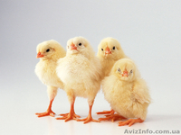 Продаем подрощенных поросят,лешки,кабанчики и свиноматки - <ro>Изображение</ro><ru>Изображение</ru> #3, <ru>Объявление</ru> #963711