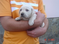 Алиментный Щенок лабрадора ретривера - <ro>Изображение</ro><ru>Изображение</ru> #2, <ru>Объявление</ru> #928552