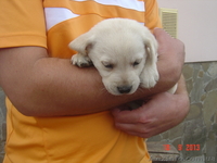 Алиментный Щенок лабрадора ретривера - <ro>Изображение</ro><ru>Изображение</ru> #3, <ru>Объявление</ru> #928552