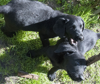 Щеночки лабрадора ретривера девочки - <ro>Изображение</ro><ru>Изображение</ru> #2, <ru>Объявление</ru> #957570