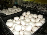 Продаем свежие грибы шампиньоны со своего производства - <ro>Изображение</ro><ru>Изображение</ru> #1, <ru>Объявление</ru> #952429