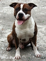 Щеночки-стаффики  - <ro>Изображение</ro><ru>Изображение</ru> #1, <ru>Объявление</ru> #964074