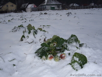 Рассада клубники ремонтантной в стаканчиках. Королева Елизавета 2, Альбион, Морс - <ro>Изображение</ro><ru>Изображение</ru> #5, <ru>Объявление</ru> #967231