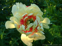 Древовидные, травянистые пионы, пионы рокка, пионы Ито-гибриды продам. - <ro>Изображение</ro><ru>Изображение</ru> #4, <ru>Объявление</ru> #962474