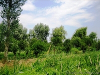 Продам участок в Подгорцах ... - <ro>Изображение</ro><ru>Изображение</ru> #2, <ru>Объявление</ru> #959746