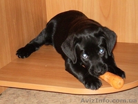 Щенок лабрадора ретривера мальчик - <ro>Изображение</ro><ru>Изображение</ru> #2, <ru>Объявление</ru> #957564